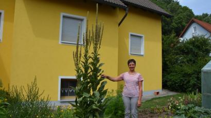 Bild: jr
Diese prächtige Königskerze wächst im Garten von Mesnerin Helga Weiß in Großbüchlberg. Gut 2,80 Meter ist die Pflanze groß geworden. Zum Feiertag Mariä Himmelfahrt wird die Pflanze geerntet und für Kräuterbüschel mit verwendet.