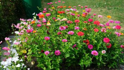 Bild: do
Im Spätsommer dient das Blütenmeer im Garten von Wally Kern für das Kräuterbuschen-Binden.