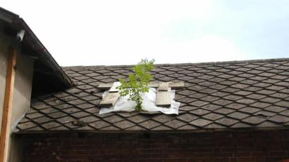 Bild: ld
Das Bäumchen auf dem Dach des Schlachthauses symbolisiert den Baufortschritt: Es wächst und gedeiht!