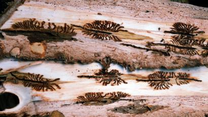 Bild: gfr
Wenn die Borkenkäferweibchen ihre Gänge und Brutkammern unter der Borke gegraben haben, ist es für den Baum bereits zu spät, er muss gefällt und entsorgt werden, um eine weitere Borkenkäferausbreitung zu unterbinden.