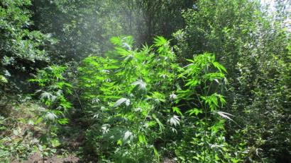 Bild: Polizei Sulzbach-Rosenberg
"Prächtig gewachsen und im Sonnenlicht glänzend": So präsentierte sich die illegale Cannabis-Plantage in einem Wald bei Kötzersricht.