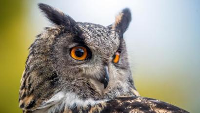 Bild: Jens Büttner
Ein Uhu ist bei einer Flugshow im Vogelpark zu sehen. Foto: Jens Büttner/Archiv