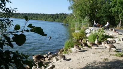 Bild: rn
Auf erstem Blick ein Naturidyll. Die Kanadagänse am Rußweiher zeigen keine Scheu vor Menschen. Viele füttern die Tiere. Doch die Hinterlassenschaften der Gänse werden zum Ärgernis für die Stadt.