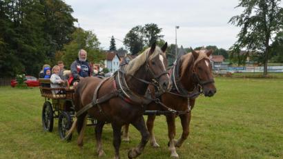 Bild: dob
Die süddeutschen Kaltblüter „Max“ und „Gustl“ haben bereits eine kleine Tour hinter sich, als sie mit Gespann-Besitzer Otto Peugler in Altenstadt eintreffen. Regelmäßig werden die beiden Pferde in der Kutsche eingespannt. Deshalb bilden sie auch eine schöne Symbiose, wenn sie ihre Bahnen ziehen. Der vierjährige „Gustl“ ist der jüngere der beiden Pferde und kann viel von seinem älteren Kameraden annehmen, wenn es im Trab und Galopp durch die Fluren geht.
