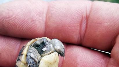 Bild: zer
Die beiden Schildkröten-Zwillinge sind noch mit der Nabelschnur und dem Dottersack verbunden.