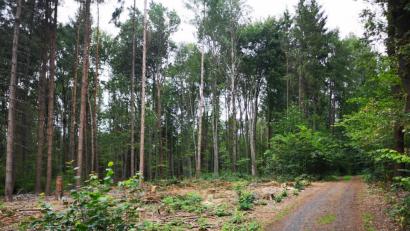 Bild: lnz
Zahlreiche Bäume wurden am Gommelberg in Pleußen gefällt. Nach Angaben des Forstbetriebs Waldsassen befanden sich Borkenkäfer-Nester direkt am Weg.