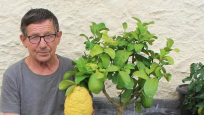 Bild: lk
Johann Mayer aus Schönkirch ist stolz auf seine riesige Zitrone.