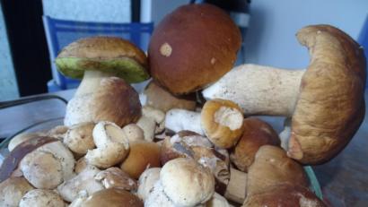 Bild: Houschka
Plötzlich waren sie da: Regen und Gewitter in den letzten Tagen haben dafür gesorgt, dass der Steinpilz aus dem Waldboden wächst. 53 kleine und größere lagen nach einer Pirsch am Sonntag im Eimer des Sammlers.