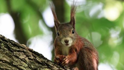 Bild: Felix Kästle
Symbolbild