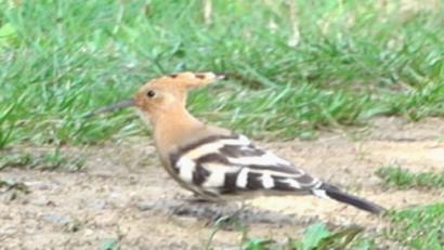 Bild: Robert Wilfert
Einen seltenen Wiedehopf bekam Robert Wilfert aus Neustadt/WN vor die Fotolinse.