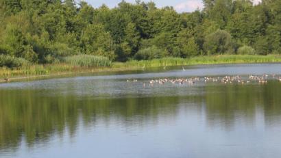 Bild: bkr
Gänse geraten bei Immenreuth in den Blickfang eines Seeadlers.