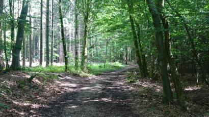 Bild: pkec
Bei heißen Temperaturen im Schatten wandern: Der karstkundliche Wanderpfad bei Neuhaus an der Pegnitz.