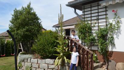 Bild: fz
Nathalie und Raphael sind begeistert. 60 Zentimeter über dem Boden wächst das Prachtexemplar aus dem kleinen Spalt in der Natursteinmauer. Mittlerweile ist sie ihnen über den Kopf gewachsen.