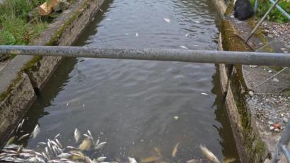 Bild: tr
Zentnerweise stauten sich die verendeten Fische am Rechen im Triebwerkskanal.