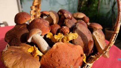 Bild: do
Das erste Körberl ist voll mit gesunden Pilzen.