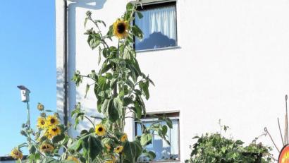 Bild: exb
Sonnenblume