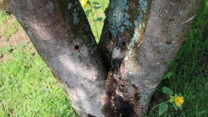 Bild: sne
Ein Unbekannter hat in Gmünd große Löcher in eine Kastanie (Bild) und eine Eiche gebohrt. Um seine Tat zu vertuschen, steckt er Stöckchen in die Löcher, die Äste imitieren sollen.