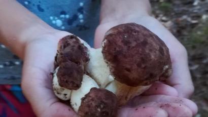 Bild: R. Kreuzer
Eine Schwammerfamilie ist ein besonderer Fund. Hinter dem großen Steinpilz verbirgt sich noch ein sechstes Exemplar.