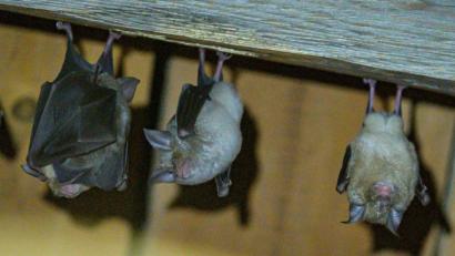 Bild: Armin Weigel
Hufeisennasen-Fledermäuse hängen an der Decke.