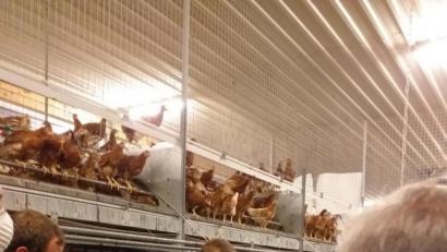 Bild: ema
Florian Werner führt die Gäste durch seinen Stall, der Platz für 24 000 Junghennen bietet.