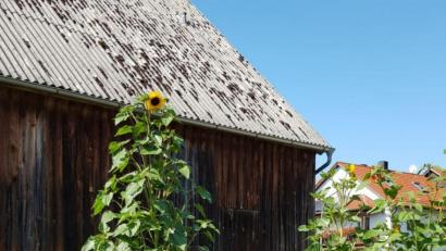Bild: hzi
Diese Sonnenblume in einem Hausgarten in Heinersreuth ist über drei Meter hoch.