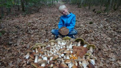 Bild: Roland Gaßner/exb
Stolz zeigt Fabian Gaßner alle Steinpilze, die er mit seinem Vater Roland bei Freudenberg gefunden hat.