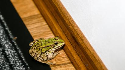 Bild: Hösamer
Verlaufen: Ein Frosch zu Gast in der Redaktion der Oberpfalzmedien.