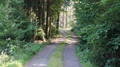 Bild: mmj
Auf Waldwege, hier im Bereich „Kohlschlag“, richtet die Gemeinde im kommenden Jahr besonderes Augenmerk. Zugewucherte Gräben sollen freigelegt werden.