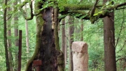 Bild: jml
Frisch gereinigt und wieder verklebt steht die Gedenkstele für die alte Buche (links daneben) jetzt wieder an ihrem Platz. Unbekannte Täter hatten sie vor einigen Wochen mit brutaler Gewalt vom Sockel gekippt, wobei der Stein zerbrach. Die drei kreisrunden Gesichter in der Frontfläche sollen an ein Winterbild von etwa 1949 erinnern, auf dem drei junge Männer aus einem Loch des damals schon hohlen Baumes herausschauten.