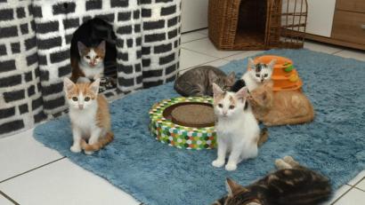 Bild: Petra Hartl
Sie mögen süß sein, doch in vielen Oberpfälzer Tierheimen wird die Vielzahl von Katzen-Babys immer mehr zu Problem.
