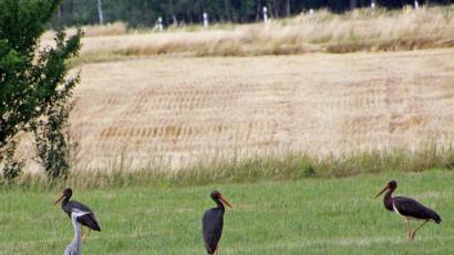 Bild: Heimler/exb
Schwarzstörche (Ciconia Nigra), wie hier in der Gemeinde Fensterbach zu bewundern, galten zu Beginn des 21. Jahrhunderts in Bayern als weitgehend ausgestorben