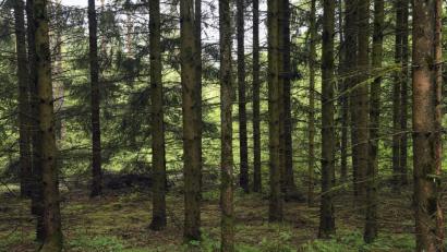 Bild: Petra Hartl
Waldspaziergang