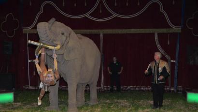 Bild: dob
Der Circus Afrika hat am Freitag sein Gastspiel in Altenstadt bei Vohenstrauß begonnen. Drei weitere Vorstellungen sind bis Sonntag noch geplant.