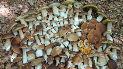 Bild: exb
Zwar schön für denjenigen, der so ein Glückspilz ist, wenn er so viele Steinpilze im Wald findet, aber definitiv mehr als der „Eigenbedarf in geringen Mengen“, der laut Bundesnaturschutzverordnung für das Sammeln von Schwammerln erlaubt ist.