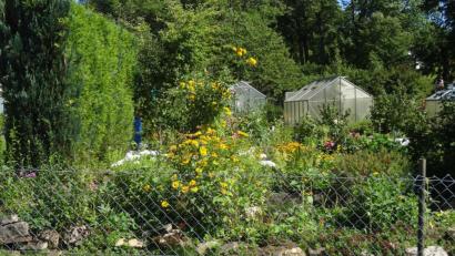 Bild: hka
Üppiges Grün, Blumen, Gewächshäuser und Lauben - eine intakte Natur in der Kleingartenanlage am Annabergweg