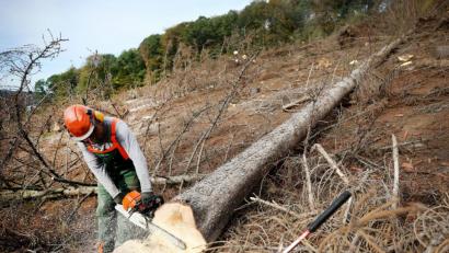 Bild: Roland Weihrauch
Befallene Bäume müssen so schnell wie möglich raus aus dem Wald. Auch in der Oberpfalz haben die Forstbetriebe alle Hände voll zu tun, um den Borkenkäfer in Schach zu halten.