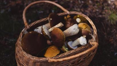 Bild: Pexels / Valeria Boltneva
Der Regen der vergangenen Wochen hat die Pilze wachsen lassen.