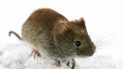 Bild: Lehtikuva Kimmo Taskinen/Lehtikuva_Oy/dpa
Die Rötelmaus gilt als Hauptüberträger des Hantavirus.