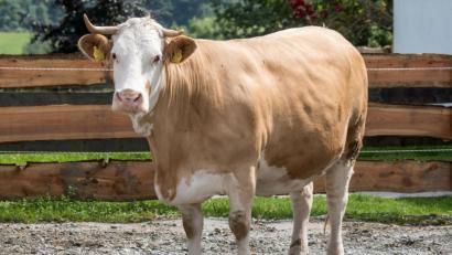 Archivbild: Armin Weigel/dpa
Kuh Yvonne steht im Gnadenhof Gut Aiderbichl in Deggendorf (Bayern).