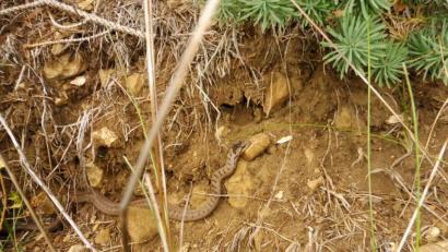 Bild: exb
Sie hat schon Ähnlichkeit mit einer Aspisviper und auch mit einer Kreuzotter, die harmlose Schlingnatter am Fünf-Flüsse-Radweg.