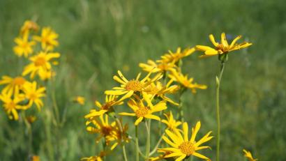 Bild: bsc
Zur Blütezeit verwandelte die Arnika zu Gründungszeiten des Naturparks Steinwald Feldraine, Wald und manch landwirtschaftliche Wiese zu dottergelben Blickfängen. Mittlerweile jedoch hat sich die unter Naturschutz stehende Pflanze auch im Naturpark Steinwald rar gemacht. Der Fortbestand soll durch ein Artenschutzprojekt gesichert werden.