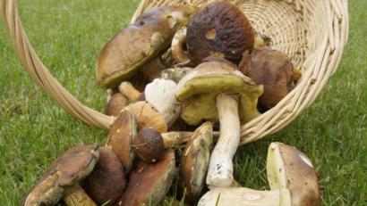 Bild: fotoartis – stock.adobe.com
Wer noch nicht so erfahren ist, holt sich am besten Rat vom Experten. Dann macht Schwammerlsuchen richtig glücklich.