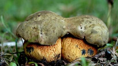 Bild: exb/Stefan Hartwig
Netzstieliger Hexenröhrling.