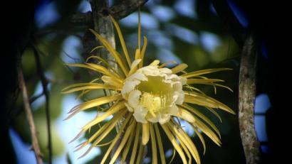 Bild:  Richard C. Hoyer, WINGS, CC BY 3.0
So sieht die echte „Königin der Nacht“ aus – ein Kaktus, der botanisch „Selenicereus grandiflorus“ heißt.