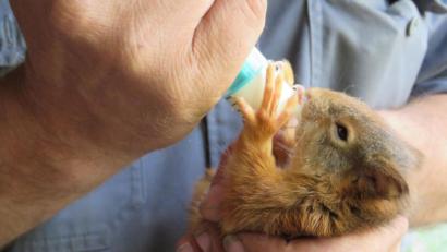 Bild: ubb
Das Eichkätzchen bekommt Milch mit der Flasche. Dieter Brandl warnt davor, die kleinen, possierlichen Tierchen einfach mitzunehmen, sollten sie auf dem Wanderweg zufällig entdeckt werden. Meist seien die Eltern in der Nähe.