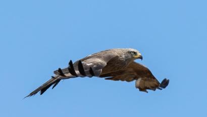 Bild: Silas Stein
Ein Mäusebussard fliegt über ein Feld.