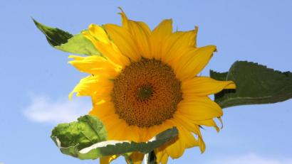 Symbolbild: kro
Eine wunderschöne strahlende Sonnenblume auf einem Balkon.
