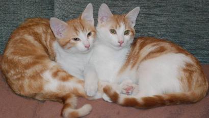 Bild: sche
Felix und Edi sind zwei ehemalige Fundtiere, die nach einem Aufenthalt im Tierheim Amberg ein Zuhause in Aschach gefunden haben.