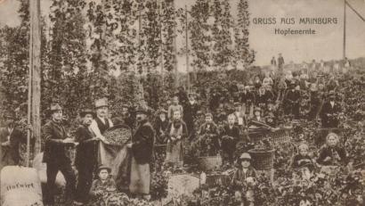 Repro: bgl
Gruß vom Hopfenzupfen in Mainburg: Im Jahr 1938 erreichte diese Postkarte die Familie Berger in Eigelsberg.