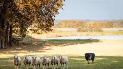 Bild:  hykoe – stock.adobe.com
Erlauben Sie sich ruhig mal, das schwarze Schaf in der Herde zu sein.